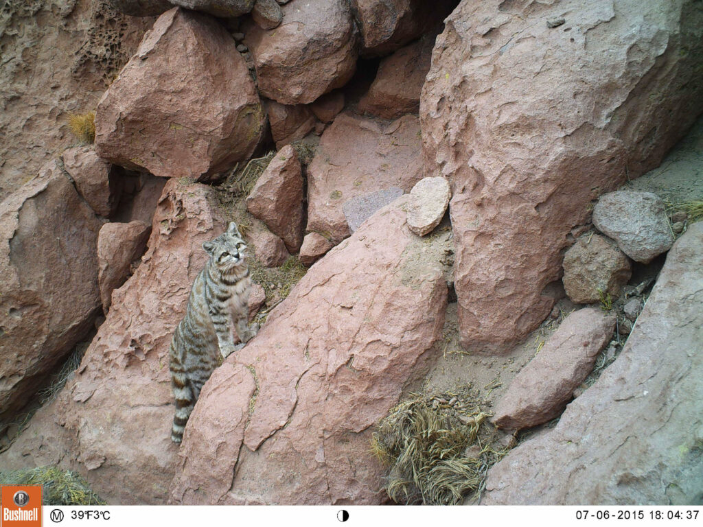 MAS DE 10 AÑOS EXPLORANDO LOS MISTERIOS DEL DESIERTO DE ATACAMA - Gato ...