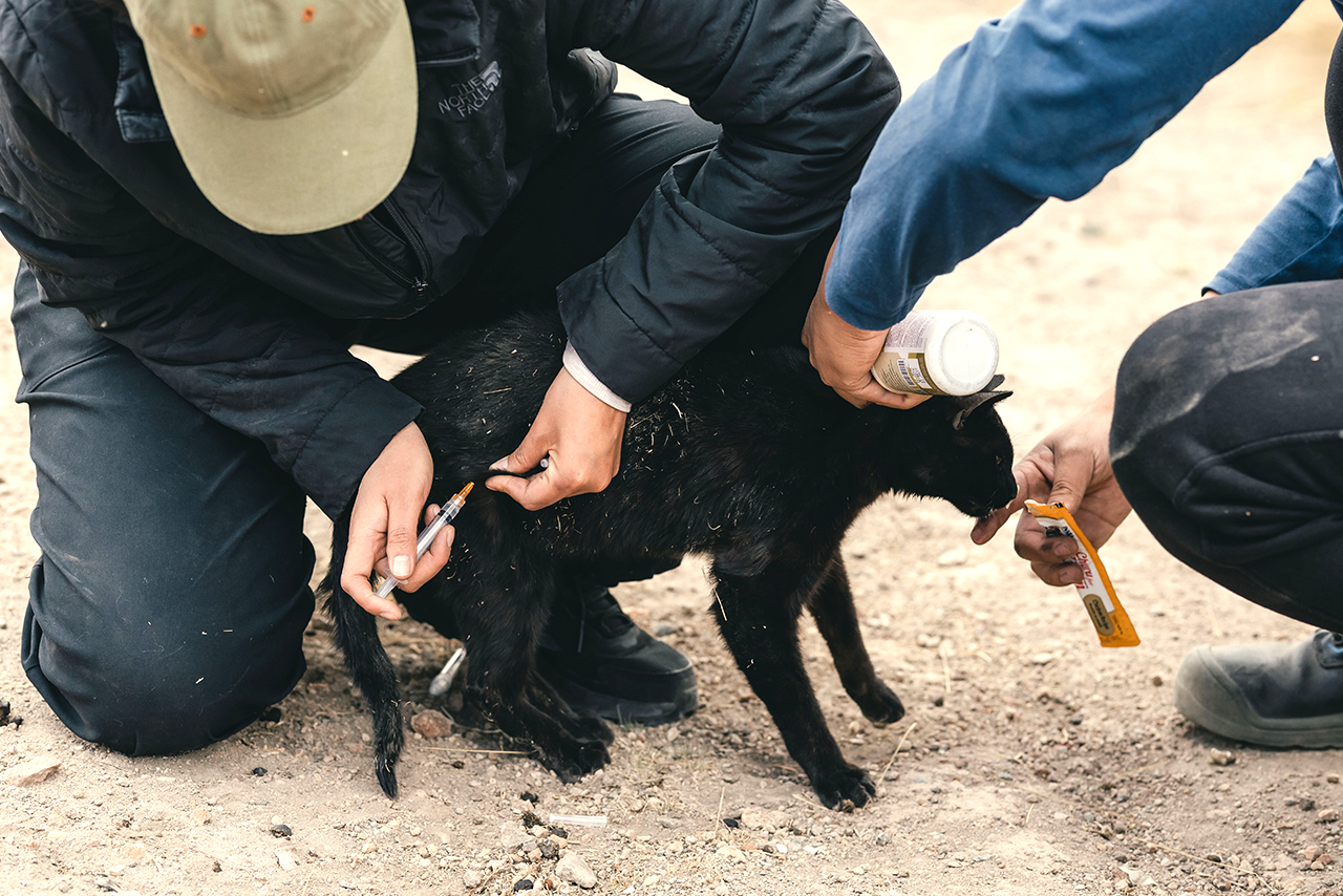 The deworming, vaccination, and sterilization campaigns carried out in San Juan de Tarucani, Peru, are part of a responsible pet ownership strategy that contributes to animal health and conservation. ©Franco Zegarra / AGA