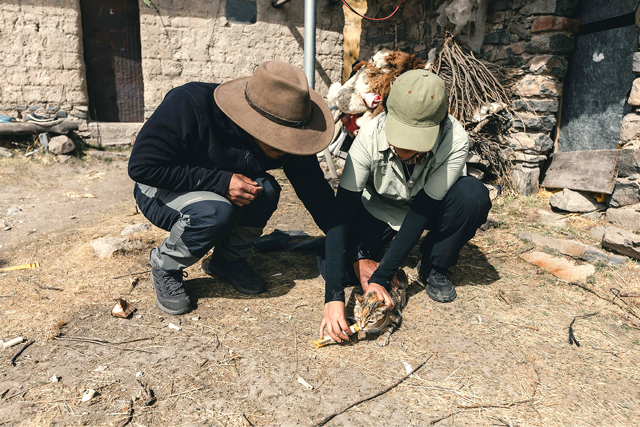 The deworming, vaccination, and sterilization campaigns carried out in San Juan de Tarucani, Peru, are part of a responsible pet ownership strategy that contributes to animal health and conservation. ©Franco Zegarra / AGA