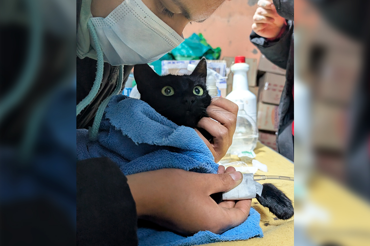 The deworming, vaccination, and sterilization campaigns carried out in San Juan de Tarucani, Peru, are part of a responsible pet ownership strategy that contributes to animal health and conservation. ©Omar Rodriguez B. / AGA