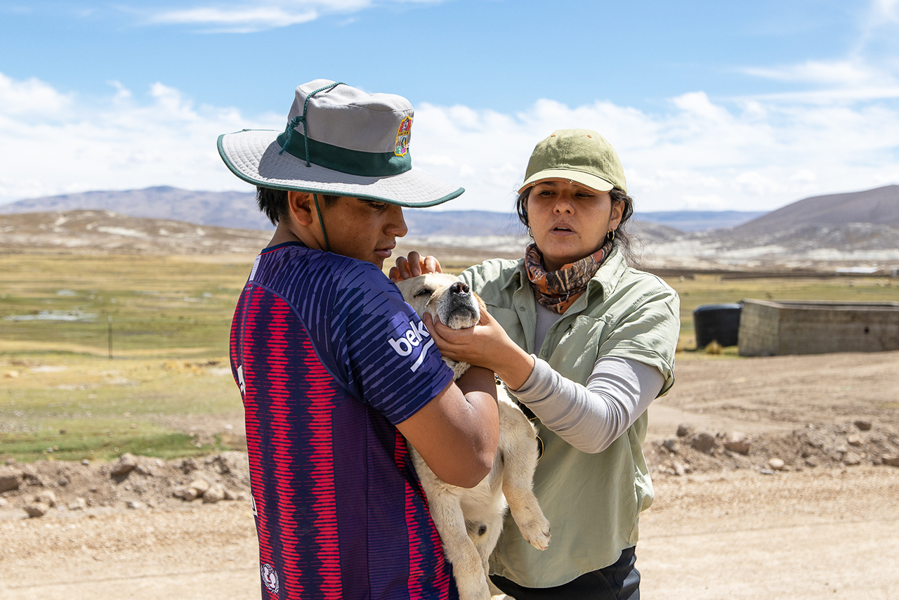 The deworming, vaccination, and sterilization campaigns carried out in San Juan de Tarucani, Peru, are part of a responsible pet ownership strategy that contributes to animal health and conservation. ©Omar Rodriguez B. / AGA