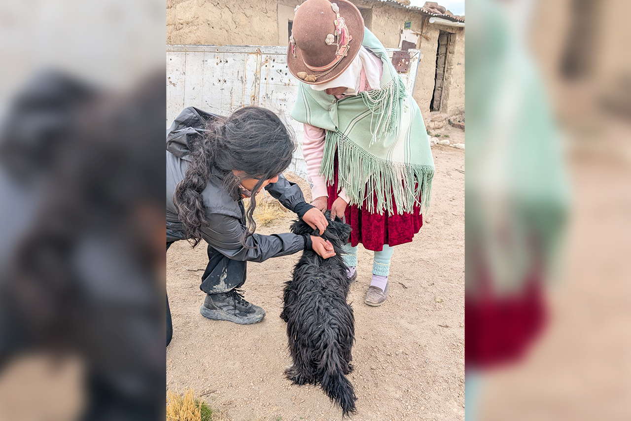 The deworming, vaccination, and sterilization campaigns carried out in San Juan de Tarucani, Peru, are part of a responsible pet ownership strategy that contributes to animal health and conservation. ©Omar Rodriguez B. / AGA