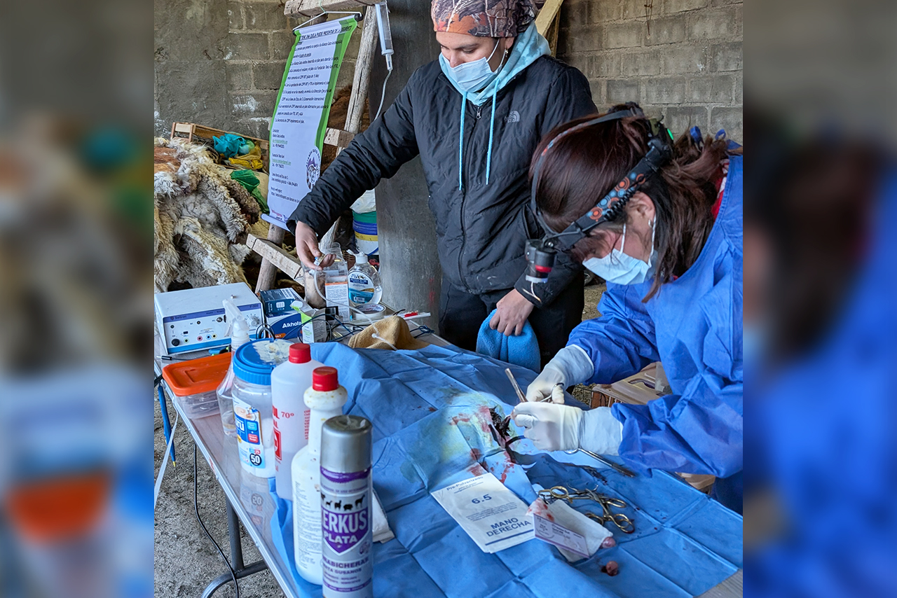 The deworming, vaccination, and sterilization campaigns carried out in San Juan de Tarucani, Peru, are part of a responsible pet ownership strategy that contributes to animal health and conservation. ©Omar Rodriguez B. / AGA