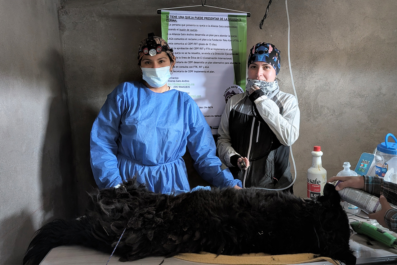 The deworming, vaccination, and sterilization campaigns carried out in San Juan de Tarucani, Peru, are part of a responsible pet ownership strategy that contributes to animal health and conservation. ©Omar Rodriguez B. / AGA