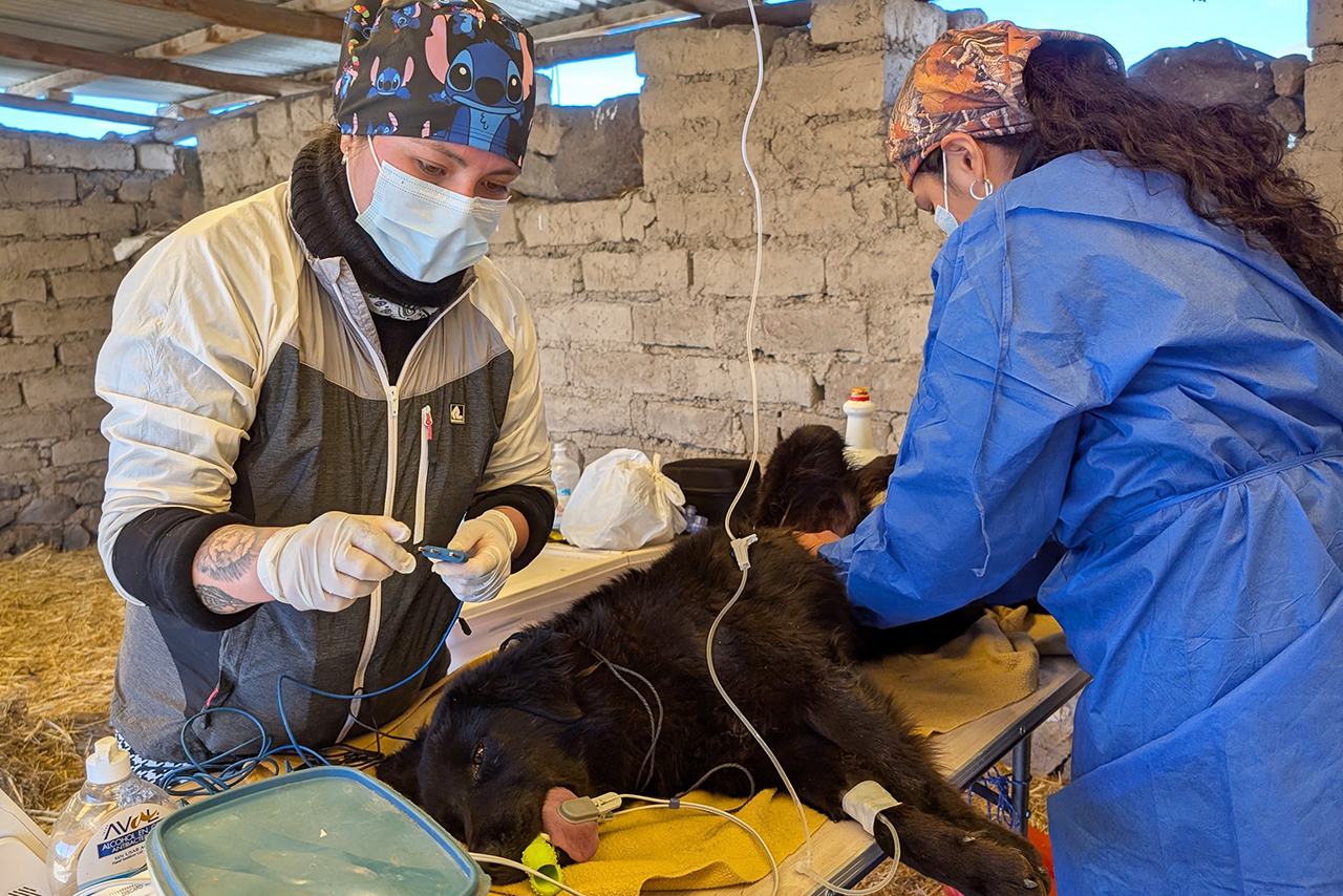 The deworming, vaccination, and sterilization campaigns carried out in San Juan de Tarucani, Peru, are part of a responsible pet ownership strategy that contributes to animal health and conservation. ©Omar Rodriguez B. / AGA