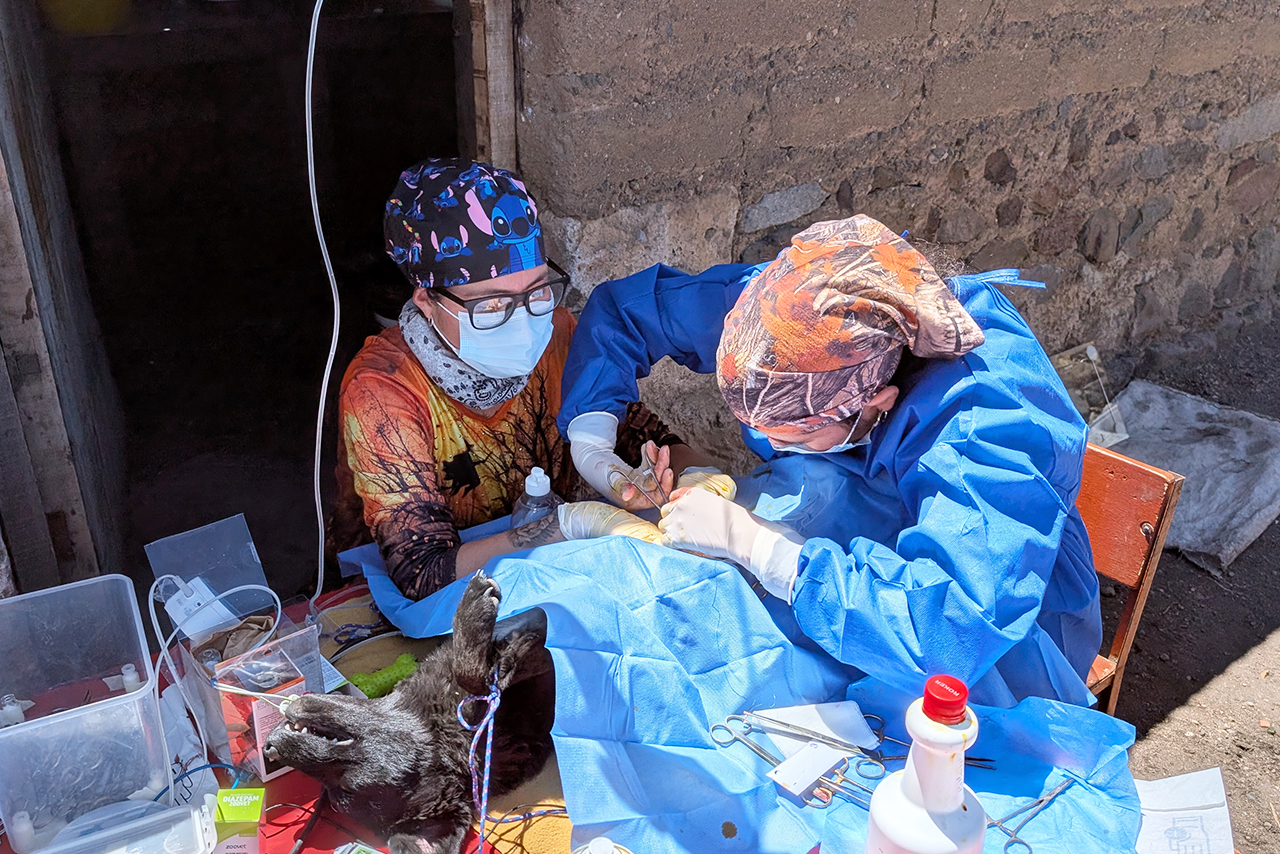 The deworming, vaccination, and sterilization campaigns carried out in San Juan de Tarucani, Peru, are part of a responsible pet ownership strategy that contributes to animal health and conservation. ©Omar Rodriguez B. / AGA