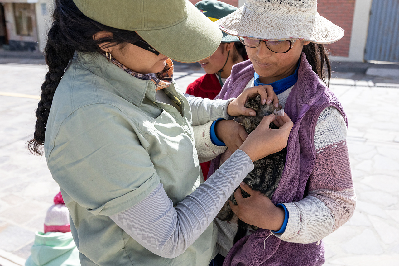 The deworming, vaccination, and sterilization campaigns carried out in San Juan de Tarucani, Peru, are part of a responsible pet ownership strategy that contributes to animal health and conservation. ©Omar Rodriguez B. / AGA