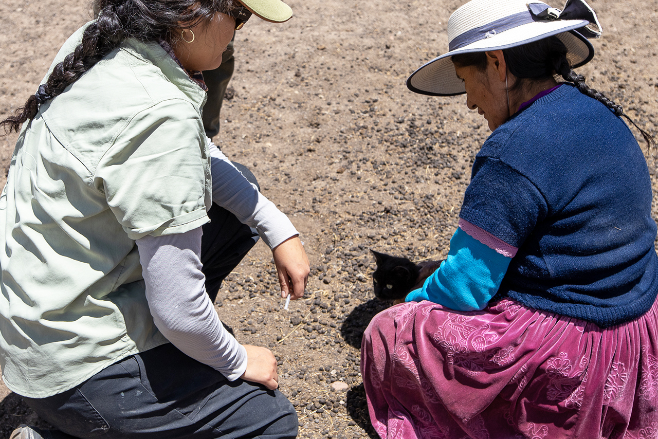 The deworming, vaccination, and sterilization campaigns carried out in San Juan de Tarucani, Peru, are part of a responsible pet ownership strategy that contributes to animal health and conservation. ©Omar Rodriguez B. / AGA